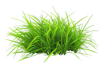 Vibrant green aquatic plant bush png image for aquarium decoration and design elements, fresh water plants, isolated on transparent background