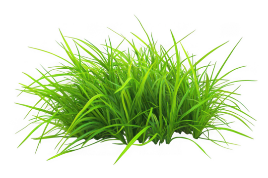 Vibrant green aquatic plant bush png image for aquarium decoration and design elements, fresh water plants, isolated on transparent background