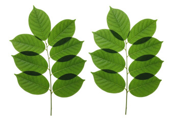 Naklejka premium Two vibrant emerald green leafy branches with oval leaves and prominent veining, freshly plucked, against a transparent studio background with copy space, bright shadowless lighting, concept of