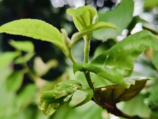 Close-up of fresh green leaves growing on a branch in daylight
