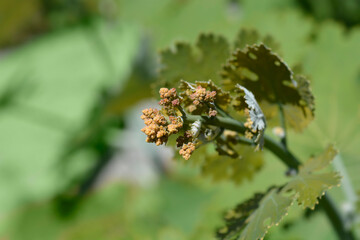 Plume poppy flowers - Latin name - Macleaya cordata
