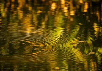 Obraz premium Golden yellow water reflection with ripples on lake surface at sunset