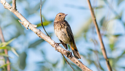 robin on a branch