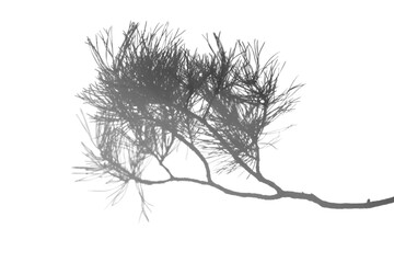 Realistic large pine branch overlay on white, providing structure and volume for contemporary design compositions