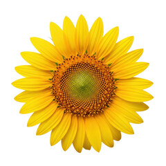Naklejka premium A vibrant yellow sunflower, orange disc, spiraling patterns, transparent background with copy space, natural light, UHD macro top view, concept of perfection nature and microcosm