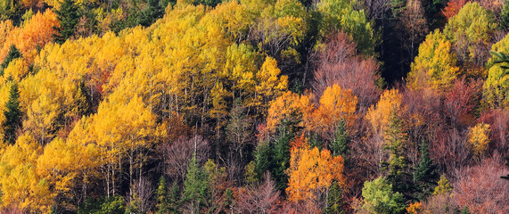 mountain forest in autumn color trees texture background