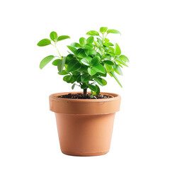 Small plant in terracotta pot. Lush green foliage