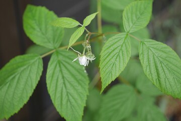 ラズベリーの花20250501