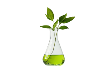 Green plant growing in a laboratory flask with liquid isolated on transparent background.