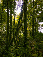 Deep of Meratus Mountain in Borneo Rainforest, Tanah Bumbu, Indonesia