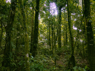 Naklejka premium Deep of Meratus Mountain in Borneo Rainforest, Tanah Bumbu, Indonesia