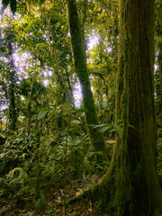 Obraz premium Deep of Meratus Mountain in Borneo Rainforest, Tanah Bumbu, Indonesia
