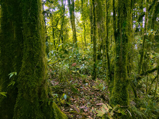 Deep of Meratus Mountain in Borneo Rainforest, Tanah Bumbu, Indonesia