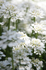 white flowers