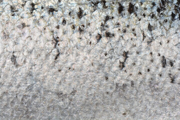A detailed macro shot of raw salmon skin, showcasing the intricate texture and pattern of its shiny silver and black scales