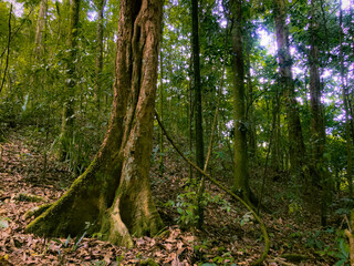 Deep of Meratus Mountain in Borneo Rainforest, Tanah Bumbu, Indonesia