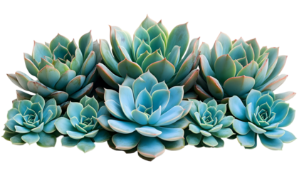 A beautiful cluster of blue-green Echeveria succulents with rosette shapes isolated on a white background.
