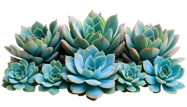 A beautiful cluster of blue-green Echeveria succulents with rosette shapes isolated on a white background.