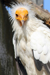 gros plan sur le  Vautour percnoptère