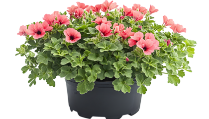 A lush potted geranium plant with vibrant salmon-pink flowers and green leaves isolated on a white background.
