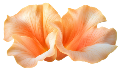 Two delicate pink oyster mushrooms with fan-shaped caps and visible gills isolated on a white background.