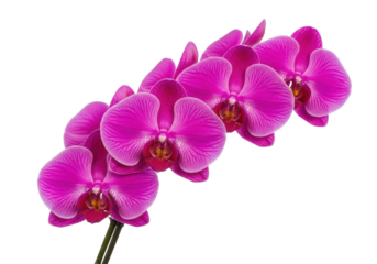 Vibrant fuchsia phalaenopsis orchid cluster with intricate petals and green stem, diagonally against a transparent background with copy space, clean studio setting, natural perfection and vibrant
