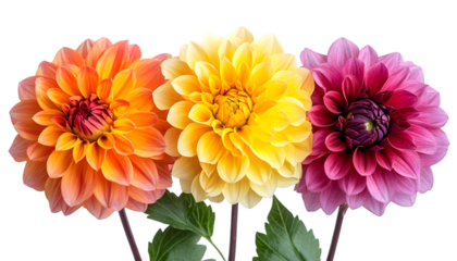 Three vibrant dahlia flowers in orange, yellow, and magenta arranged in a row on a white background.