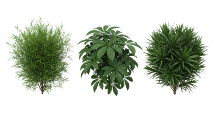 Three distinct lush ornamental bushes: one feathery, one with broad palmate leaves, one spiky, all vibrant green, isolated on transparent with no shadows, perfect for commercial cutout use. Concept
