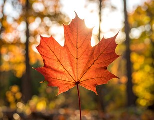 Obraz premium Autumnal maple leaf bathed in sunlight