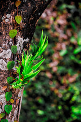 Fresh green shoots emerge from a tree trunk, symbolizing life, growth, and renewal in nature. A vivid capture of natural rebirth and resilience in a forest setting.