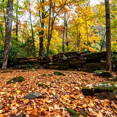 Fototapeta premium Autumn forest scene with stone wall