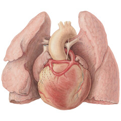 PNG Heart and Adjacent Organs &ndash; Anatomical Drawing of Human Heart and Lungs PNG Transparent Background
