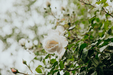 White rose blooming among lush green leaves in a garden during springtime
