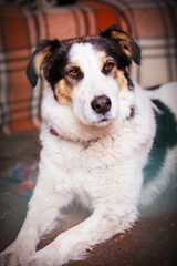 Dog with sad eyes in shelter for adoption
