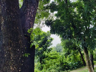 Tree trunk in the woods. Tree trunk closeup and blurred nature background