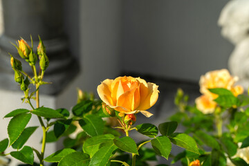 róża  © wedrownik52