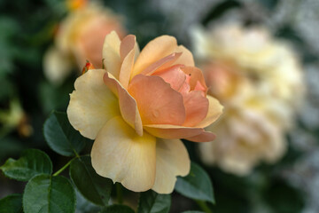 róża  © wedrownik52