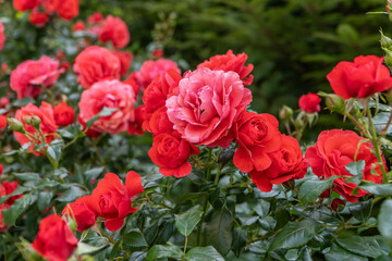 róża  © wedrownik52