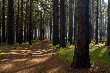 Misty morning in Corona Forestal