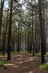 Misty morning in Corona Forestal