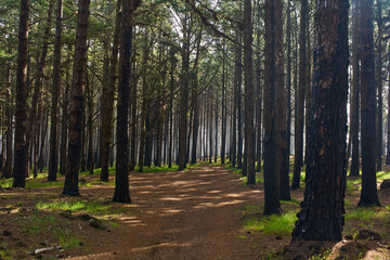 Burnt pine forest Tenerife