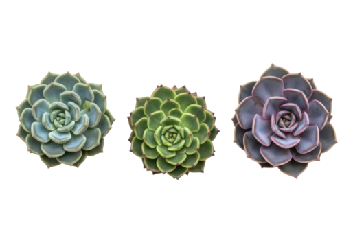 Three distinct echeveria succulents: grayish-green, vibrant green with reddish tips, and rich purple intricate rosettes, on a transparent, seamless studio background with bright diffused lighting, - Powered by Adobe