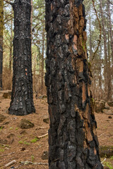 Burnt pine forest Tenerife