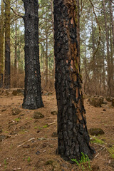 Burnt pine forest Tenerife