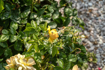 róża  © wedrownik52