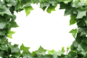 Fototapeta premium Green ivy leaf frame with copy space in center, isolated on transparent cutout background