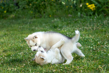 Siberian Husky dog puppies play outdoors