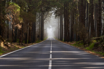 Fototapeta premium Misty road through pine forest
