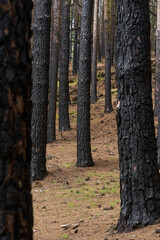 Burnt pine forest Tenerife