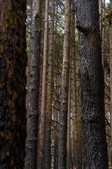 Burnt pine forest Tenerife